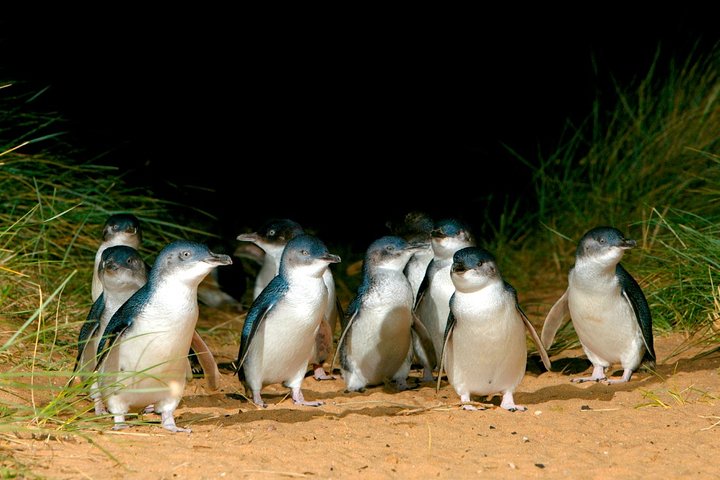 Puffing Billy Moonlit Sanctuary  Penguins Day Tour - Victoria Tourism
